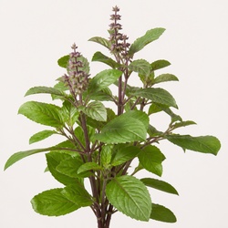 Holy Basil Identification Guide