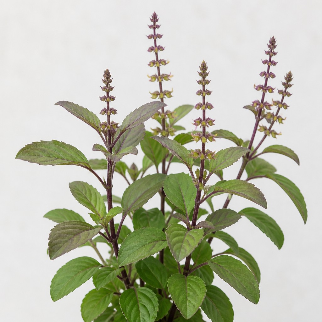 Holy Basil
