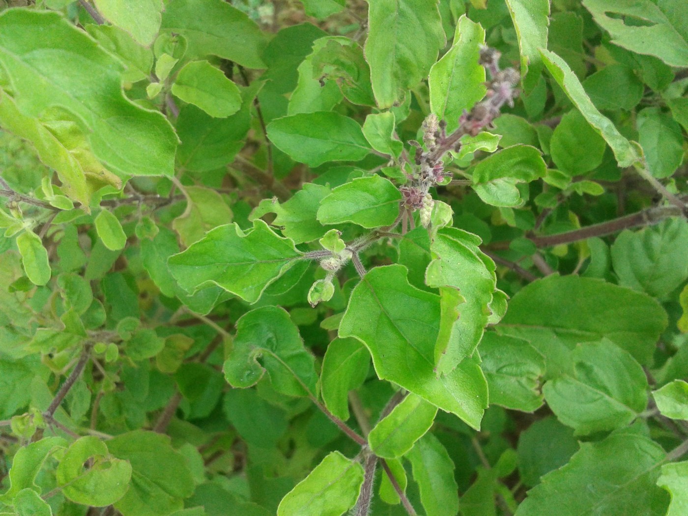 How to Care for Holy Basil