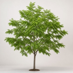 Honey Locust Identification Guide