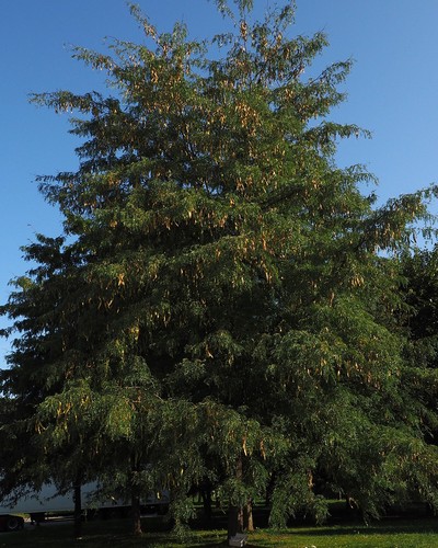 Honey Locust