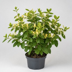 Honeysuckle Identification Guide