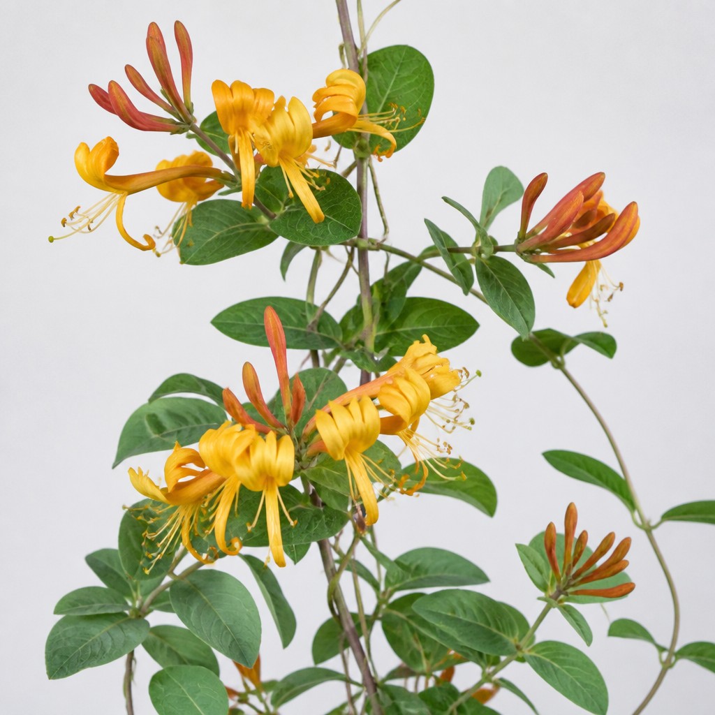 Honeysuckle