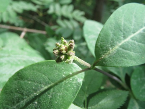 Honeysuckle