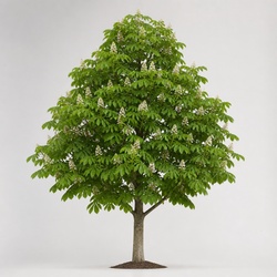 Horse Chestnut Identification Guide
