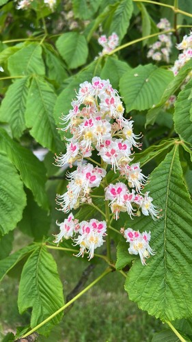 Horse Chestnut