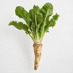 Horseradish Identification Guide