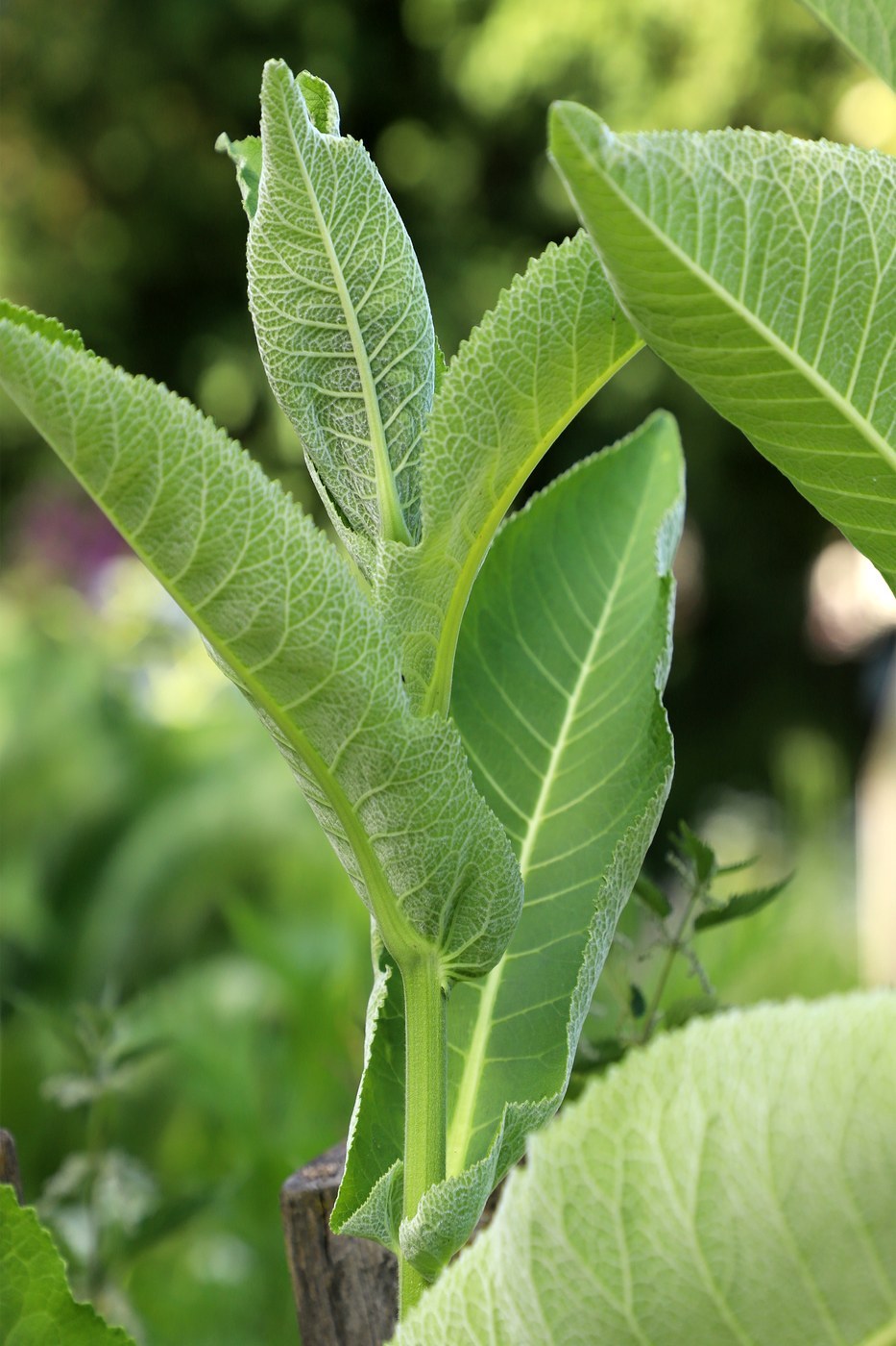 How to Care for Horseradish