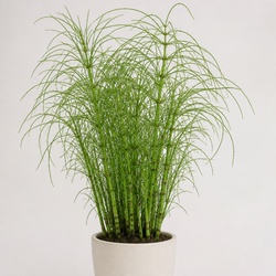 Horsetail Identification Guide
