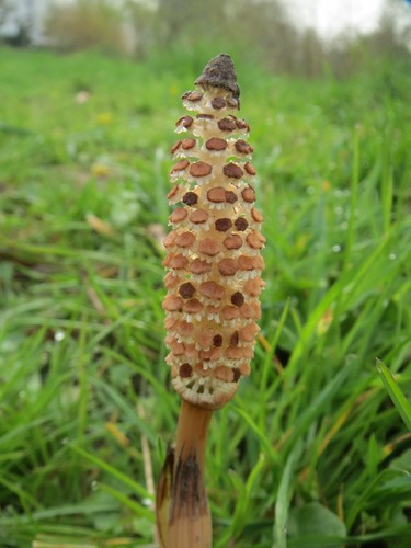 Horsetail
