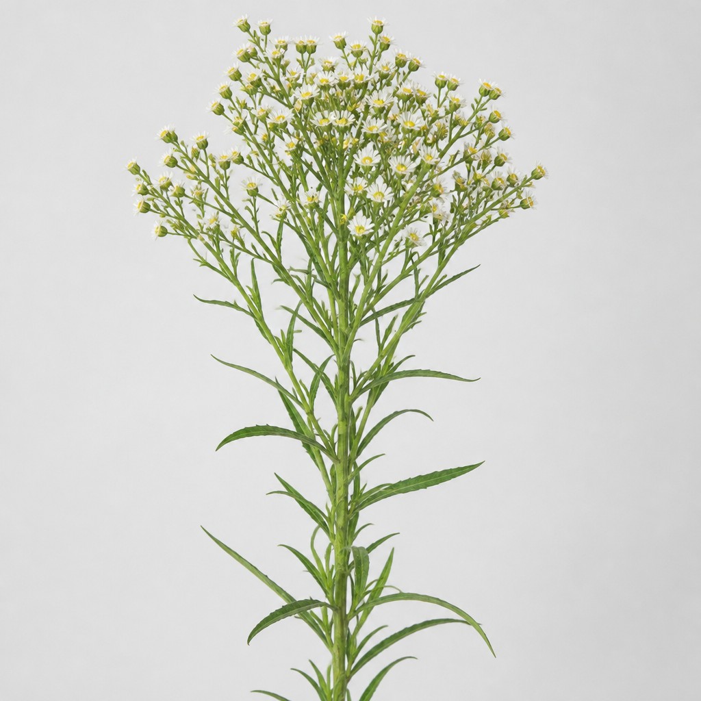 Horseweed
