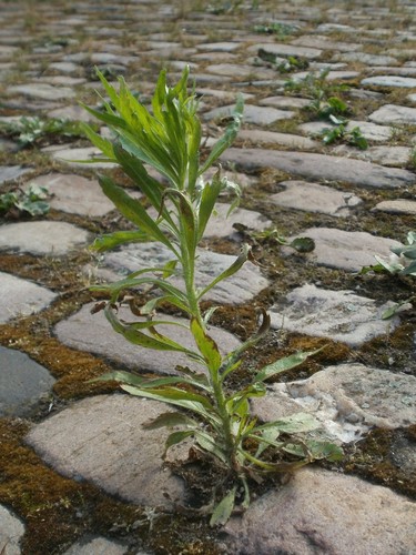 Horseweed