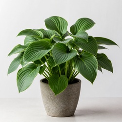 Hosta Identification Guide