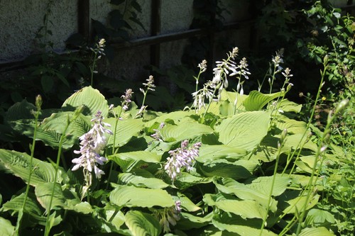 Hosta