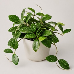 Hoya Carnosa Identification Guide