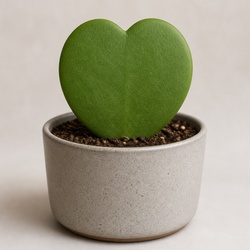 Hoya Kerrii Identification Guide