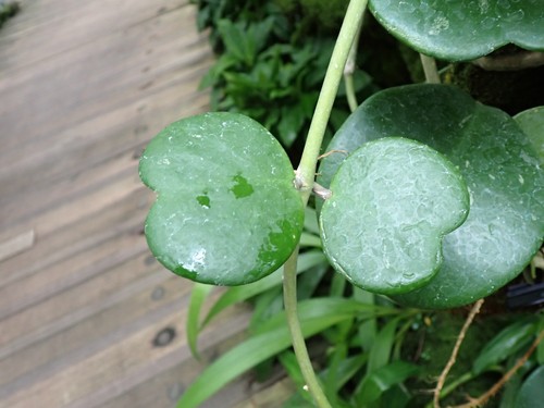 Hoya Kerrii