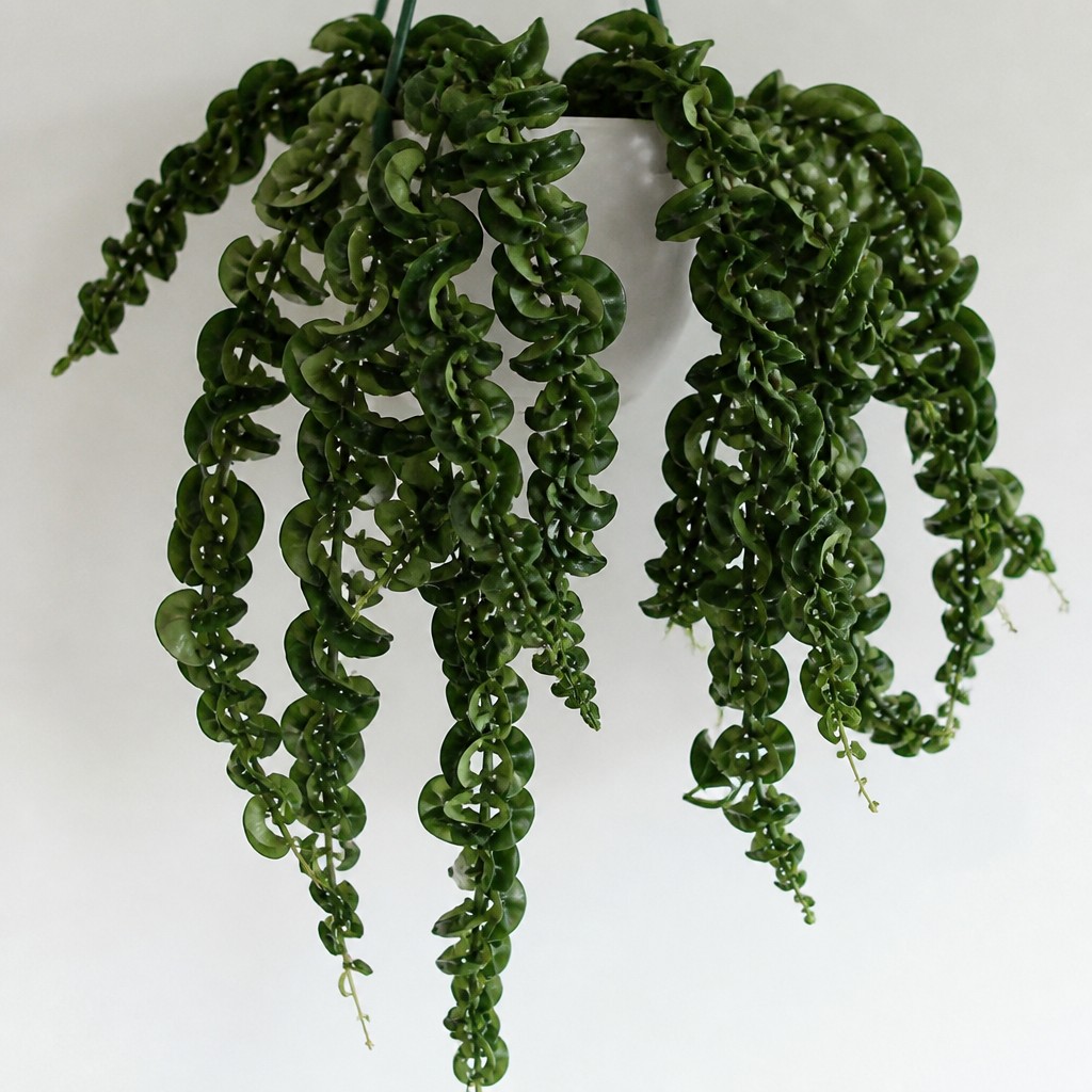 Hoya Rope Plant