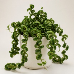 Hoya Rope Plant Identification Guide