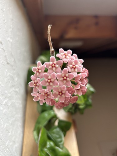 Hoya Rope Plant