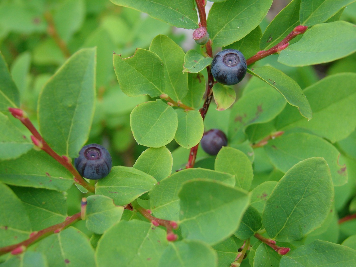How to Care for Huckleberry