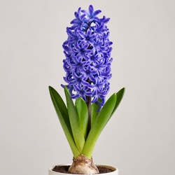 Hyacinth Identification Guide