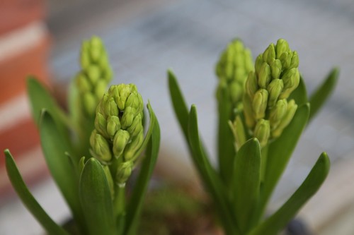 Hyacinth