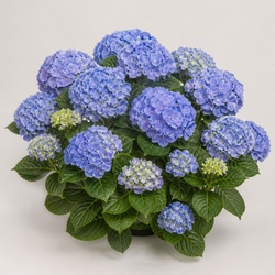 Hydrangea Identification Guide
