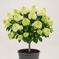 Hydrangea Tree Identification Guide
