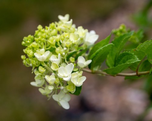 Hydrangea Tree