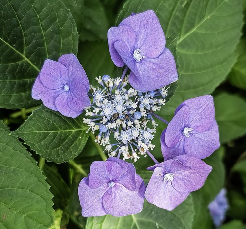 Hydrangea