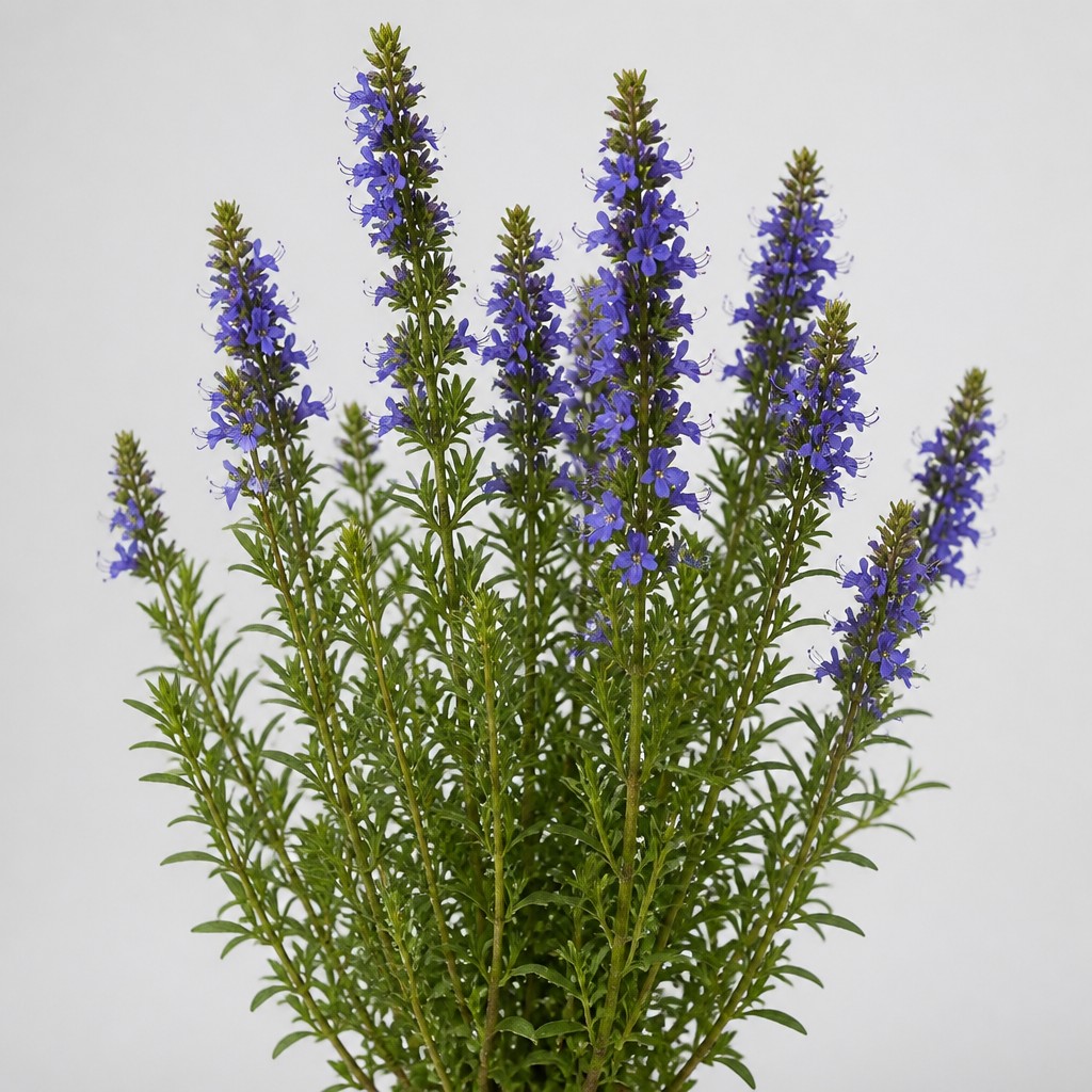 Hyssop
