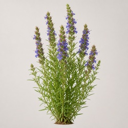Hyssop Identification Guide
