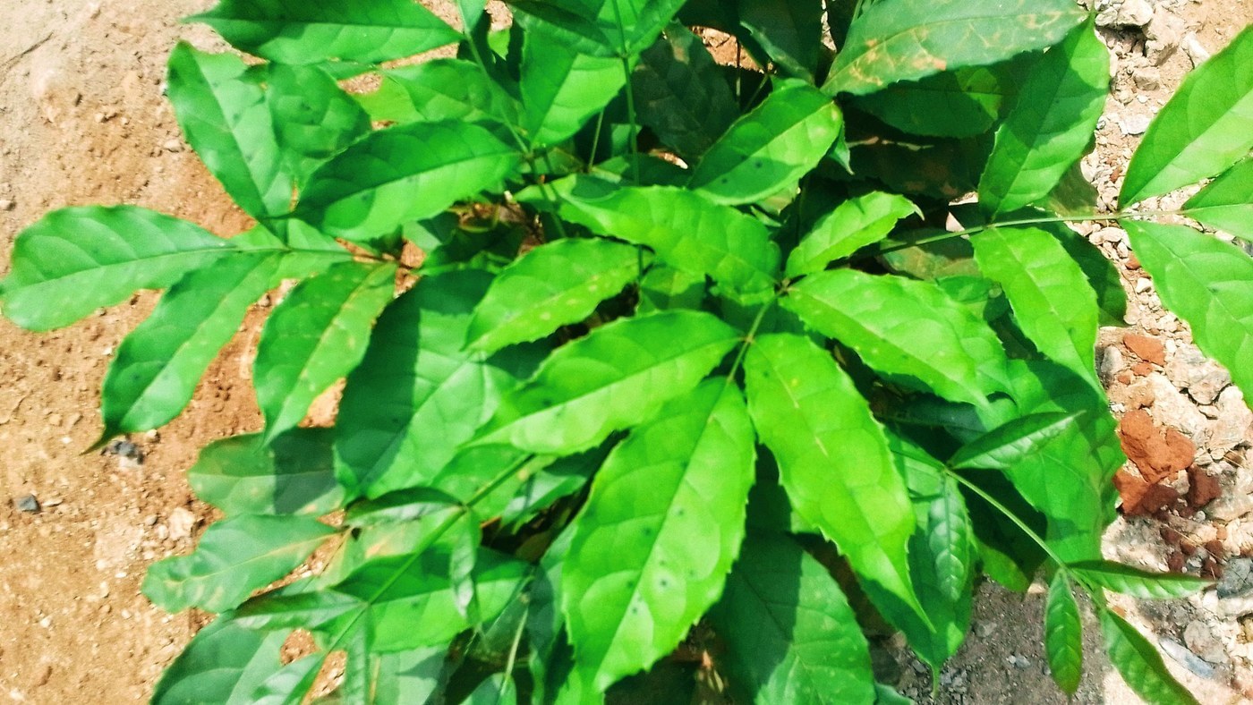 How to Care for Hyssop