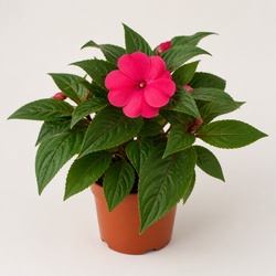 Impatiens Identification Guide