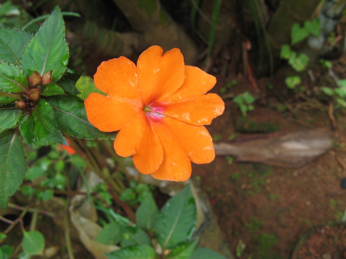 How to Care for Impatiens