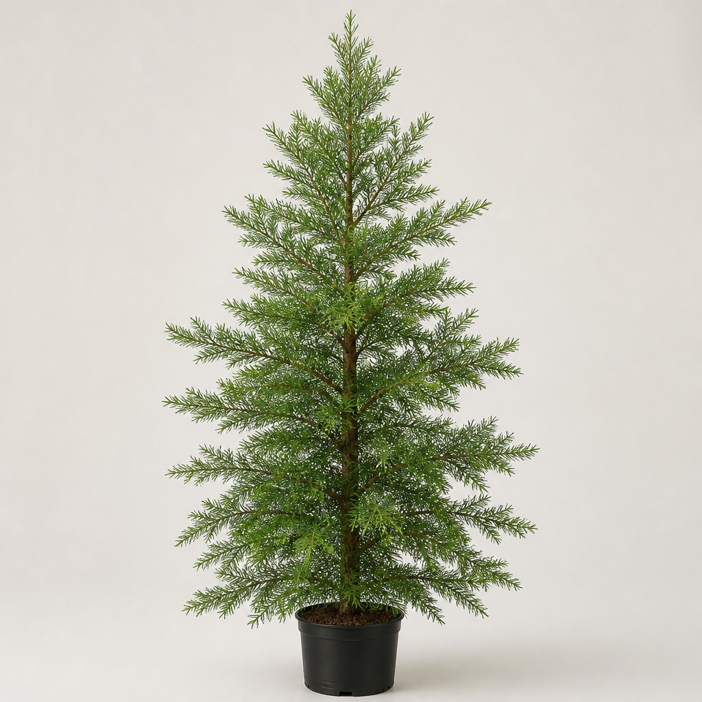 Incense Cedar