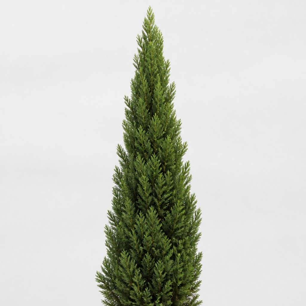 Incense Cedar