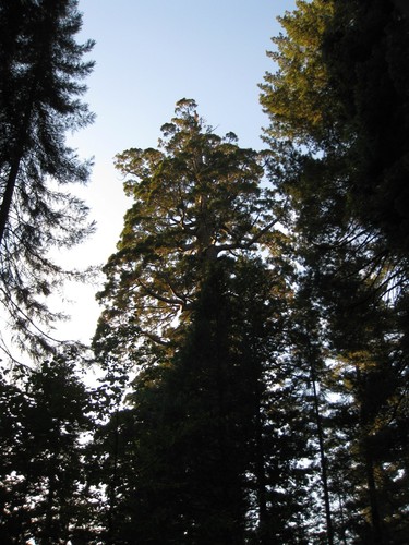 Incense Cedar