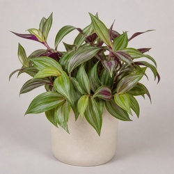 Inch Plant Identification Guide