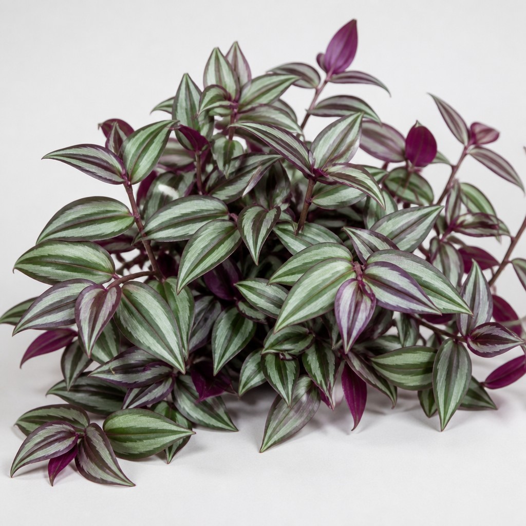 Inch Plant