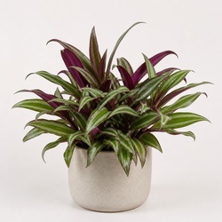 Inchplant Identification Guide