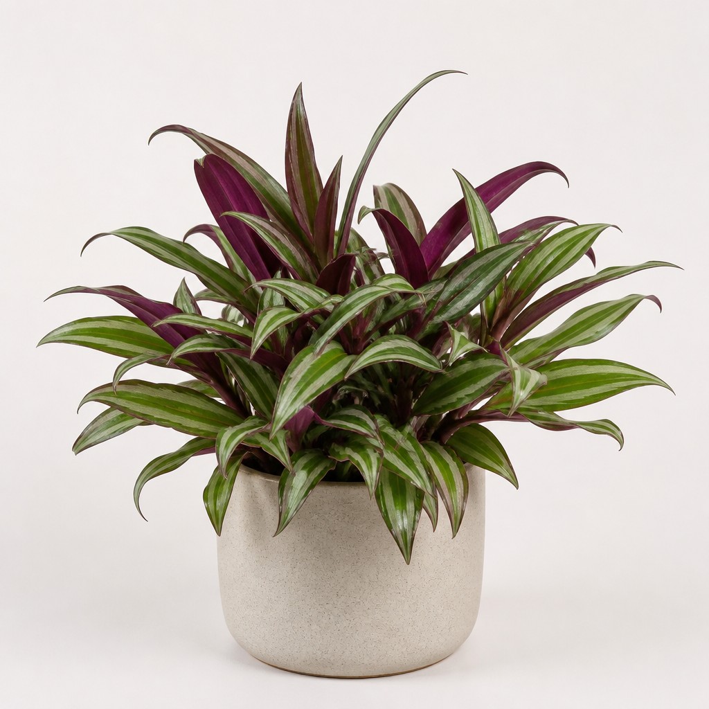 Inchplant