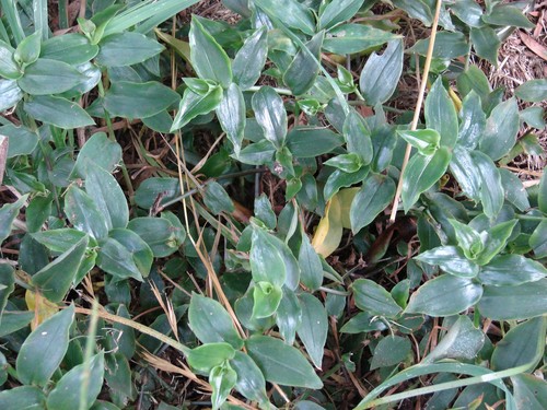Inchplant