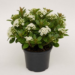Indian Hawthorn Identification Guide