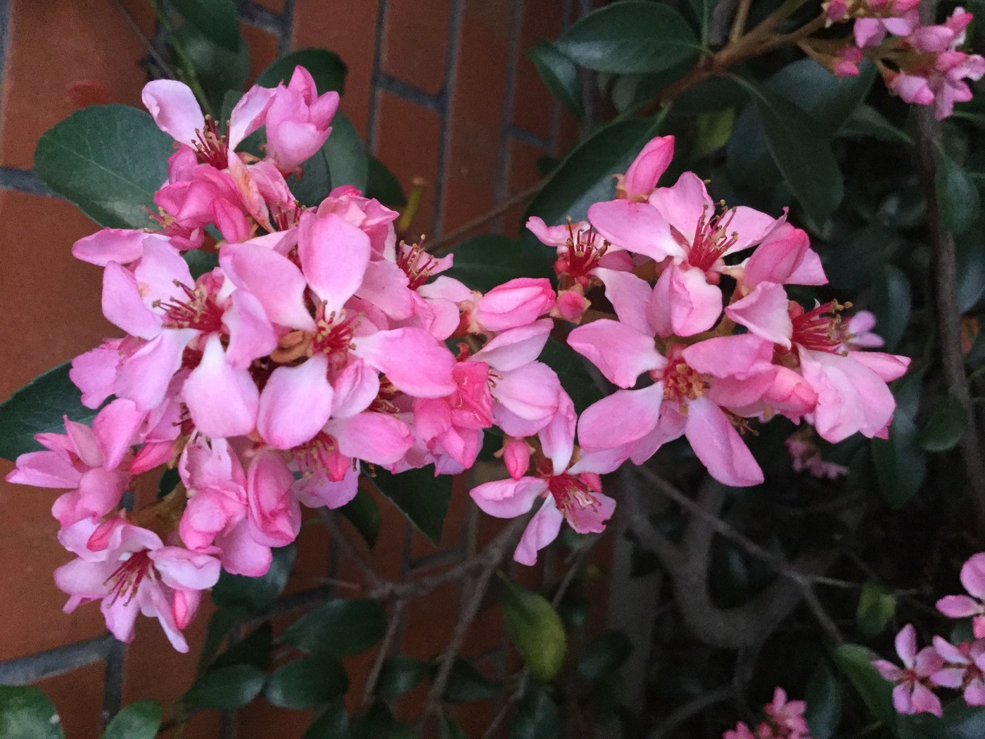 How to Care for Indian Hawthorn