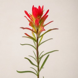 Indian Paintbrush Identification Guide