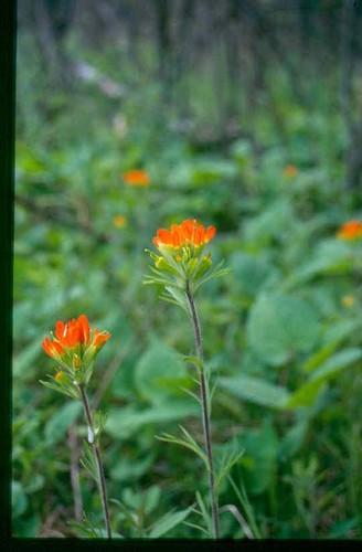 Indian Paintbrush