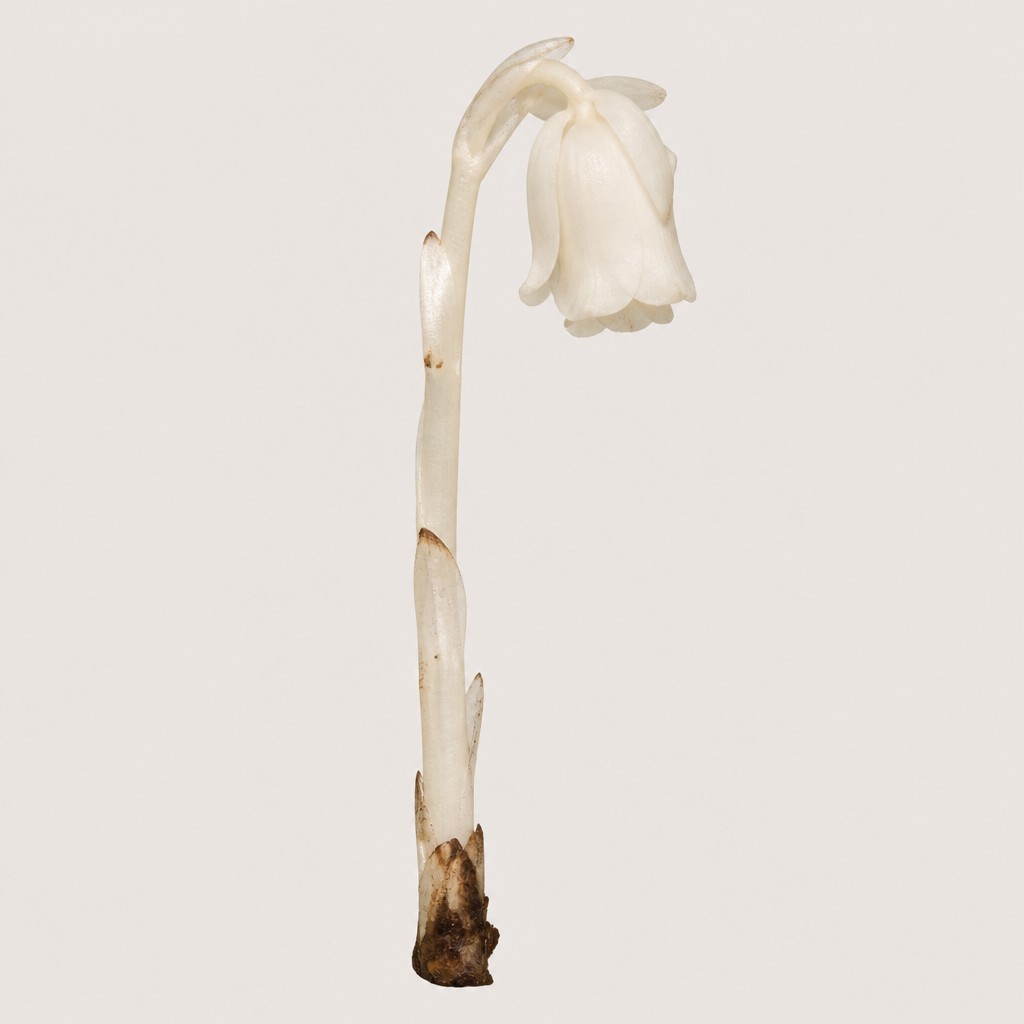 Indian Pipe