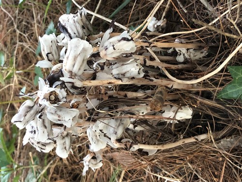 Indian Pipe